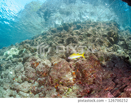 A beautiful flock of red goatfish, white goatfish (family Goatfishidae) and others. Hirizohama Nakagi Minamiizu Town Izu Peninsula Shizuoka Prefecture 2024 126700252