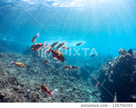 A beautiful flock of red goatfish, white goatfish (family Goatfishidae) and others. Hirizohama Nakagi Minamiizu Town Izu Peninsula Shizuoka Prefecture 2024 A beautiful flock of red goatfish, white goatfish (family Goatfishidae) and others. Hirizohama Nakagi Minamiizu Town Izu Peninsula Shizuoka Prefecture 2024 126700265