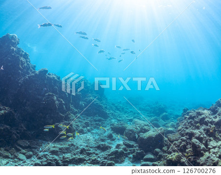 A beautiful flock of red goatfish, white goatfish (family Goatfishidae) and others. Hirizohama Nakagi Minamiizu Town Izu Peninsula Shizuoka Prefecture 2024 126700276