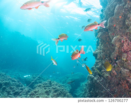 A beautiful flock of red goatfish, white goatfish (family Goatfishidae) and others. Hirizohama Nakagi Minamiizu Town Izu Peninsula Shizuoka Prefecture 2024 A beautiful flock of red goatfish, white goatfish (family Goatfishidae) and others. Hirizohama Nakagi Minamiizu Town Izu Peninsula Shizuoka Prefecture 2024 126700277
