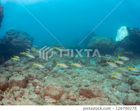 A beautiful flock of red goatfish, white goatfish (family Goatfishidae) and others. Hirizohama Nakagi Minamiizu Town Izu Peninsula Shizuoka Prefecture 2024 A beautiful flock of red goatfish, white goatfish (family Goatfishidae) and others. Hirizohama Nakagi Minamiizu Town Izu Peninsula Shizuoka Prefecture 2024 126700278