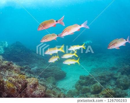 A beautiful flock of red goatfish, white goatfish (family Goatfishidae) and others. Hirizohama Nakagi Minamiizu Town Izu Peninsula Shizuoka Prefecture 2024 A beautiful flock of red goatfish, white goatfish (family Goatfishidae) and others. Hirizohama Nakagi Minamiizu Town Izu Peninsula Shizuoka Prefecture 2024 126700283