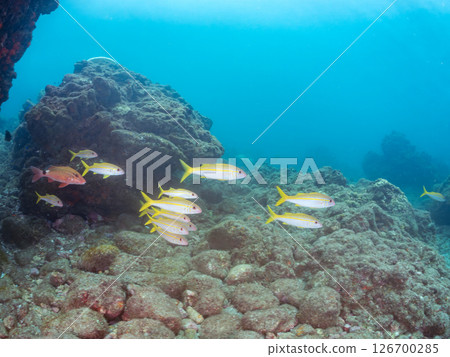 A beautiful flock of red goatfish, white goatfish (family Goatfishidae) and others. Hirizohama Nakagi Minamiizu Town Izu Peninsula Shizuoka Prefecture 2024 126700285
