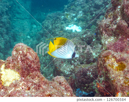 A school of adult Threadfin Butterflyfish, Red Goatfish, and White Goatfish. Hirizohama, Nakagi, Minamiizu Town, Izu Peninsula, Shizuoka Prefecture A school of adult Threadfin Butterflyfish, Red Goatfish, and White Goatfish. Hirizohama, Nakagi, Minamiizu Town, Izu Peninsula, Shizuoka Prefecture 126700384