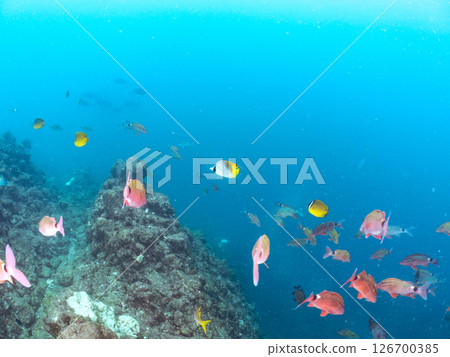 A school of adult Threadfin Butterflyfish, Red Goatfish, and White Goatfish. Hirizohama, Nakagi, Minamiizu Town, Izu Peninsula, Shizuoka Prefecture A school of adult Threadfin Butterflyfish, Red Goatfish, and White Goatfish. Hirizohama, Nakagi, Minamiizu Town, Izu Peninsula, Shizuoka Prefecture 126700385