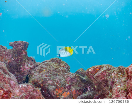 A school of adult Threadfin Butterflyfish, Red Goatfish, and White Goatfish. Hirizohama, Nakagi, Minamiizu Town, Izu Peninsula, Shizuoka Prefecture A school of adult Threadfin Butterflyfish, Red Goatfish, and White Goatfish. Hirizohama, Nakagi, Minamiizu Town, Izu Peninsula, Shizuoka Prefecture 126700386