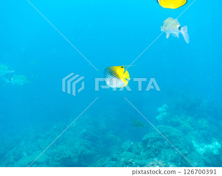 A school of adult Threadfin Butterflyfish, Red Goatfish, and White Goatfish. Hirizohama, Nakagi, Minamiizu Town, Izu Peninsula, Shizuoka Prefecture 126700391