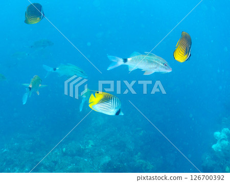 A school of adult Threadfin Butterflyfish, Red Goatfish, and White Goatfish. Hirizohama, Nakagi, Minamiizu Town, Izu Peninsula, Shizuoka Prefecture 126700392