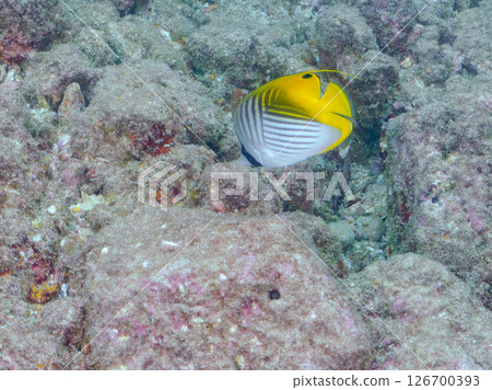 一群成年線鰭蝴蝶魚、紅鯢魚、中華鯢魚和其他魚類。靜岡縣 伊豆半島 南伊豆町 廣座浜 中木 一群成年線鰭蝴蝶魚、紅鯢魚、中華鯢魚和其他魚類。靜岡縣 伊豆半島 南伊豆町 廣座浜 中木 126700393