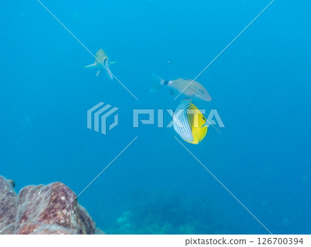 一群成年線鰭蝴蝶魚、紅鯢魚、中華鯢魚和其他魚類。靜岡縣 伊豆半島 南伊豆町 廣座浜 中木 一群成年線鰭蝴蝶魚、紅鯢魚、中華鯢魚和其他魚類。靜岡縣 伊豆半島 南伊豆町 廣座浜 中木 126700394