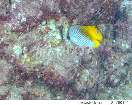 A school of adult Threadfin Butterflyfish, Red Goatfish, and White Goatfish. Hirizohama, Nakagi, Minamiizu Town, Izu Peninsula, Shizuoka Prefecture A school of adult Threadfin Butterflyfish, Red Goatfish, and White Goatfish. Hirizohama, Nakagi, Minamiizu Town, Izu Peninsula, Shizuoka Prefecture 126700395