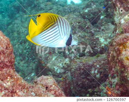 A school of adult Threadfin Butterflyfish, Red Goatfish, and White Goatfish. Hirizohama, Nakagi, Minamiizu Town, Izu Peninsula, Shizuoka Prefecture 126700397