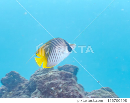 A school of adult Threadfin Butterflyfish, Red Goatfish, and White Goatfish. Hirizohama, Nakagi, Minamiizu Town, Izu Peninsula, Shizuoka Prefecture A school of adult Threadfin Butterflyfish, Red Goatfish, and White Goatfish. Hirizohama, Nakagi, Minamiizu Town, Izu Peninsula, Shizuoka Prefecture 126700398