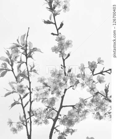 "Black and White" Sakura 126700403