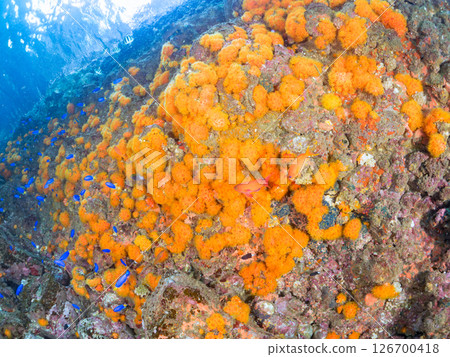 美麗的 Oyabitcha 魚群、藍綠色雀鯛和其他魚類聚集在岩石上。 Hirizohama Nakagi 南伊豆鎮 伊豆半島 靜岡縣 2024 126700418