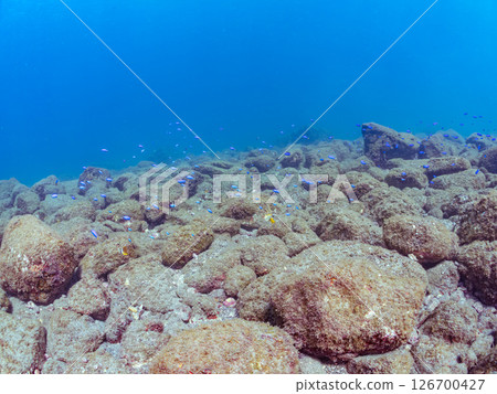 Beautiful schools of Oyabitcha, blue-green damselfish and other fish gathering on the rocks. Hirizohama Nakagi Minamiizu Town Izu Peninsula Shizuoka Prefecture 2024 Beautiful schools of Oyabitcha, blue-green damselfish and other fish gathering on the rocks. Hirizohama Nakagi Minamiizu Town Izu Peninsula Shizuoka Prefecture 2024 126700427