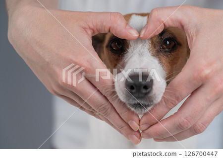Owner holds her hands in the shape of a heart near the face of her Jack Russell Terrier.  126700447