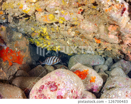 School of yellowtail, blue-green damselfish and others, Hirizohama, Nakagi, Minamiizu Town, Izu Peninsula, Shizuoka Prefecture, 2024 126700483