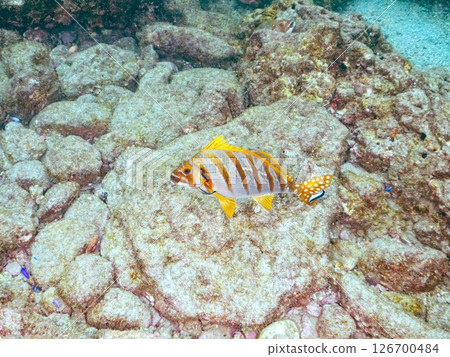 School of yellowtail, blue-green damselfish and others, Hirizohama, Nakagi, Minamiizu Town, Izu Peninsula, Shizuoka Prefecture, 2024 126700484