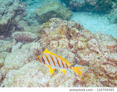 School of yellowtail, blue-green damselfish and others, Hirizohama, Nakagi, Minamiizu Town, Izu Peninsula, Shizuoka Prefecture, 2024 126700485