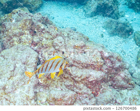 School of yellowtail, blue-green damselfish and others, Hirizohama, Nakagi, Minamiizu Town, Izu Peninsula, Shizuoka Prefecture, 2024 126700486