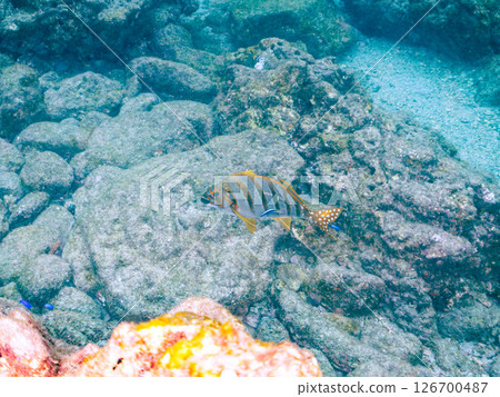 School of yellowtail, blue-green damselfish and others, Hirizohama, Nakagi, Minamiizu Town, Izu Peninsula, Shizuoka Prefecture, 2024 126700487