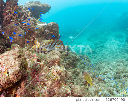 School of yellowtail, blue-green damselfish and others, Hirizohama, Nakagi, Minamiizu Town, Izu Peninsula, Shizuoka Prefecture, 2024 126700490