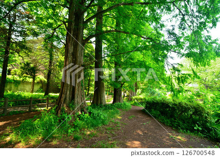 Zenpukuji Park - Bald Cypress Tree Line Zenpukuji Park - Bald Cypress Tree Line 126700548