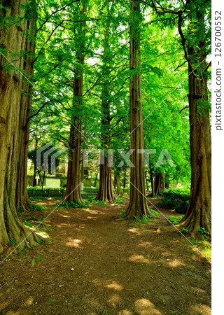 Zenpukuji Park - Bald Cypress Tree Line Zenpukuji Park - Bald Cypress Tree Line 126700552