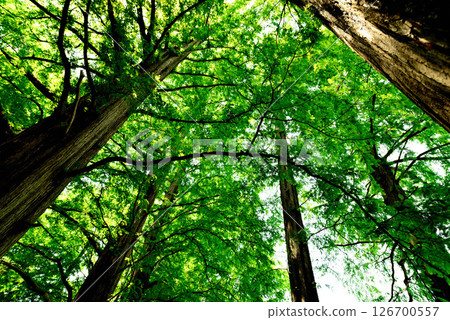 Zenpukuji Park - Bald Cypress Tree Line 126700557