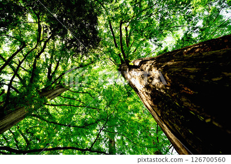 善福寺公園 - 落葉杉林線 126700560