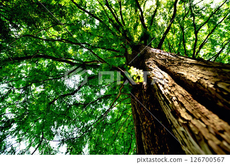 善福寺公園 - 落葉杉林線 126700567