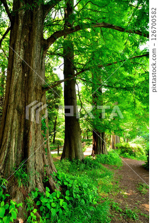 Zenpukuji Park - Bald Cypress Tree Line 126700582