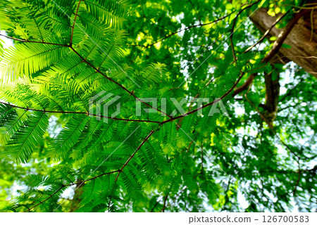Zenpukuji Park - Bald Cypress Tree Line 126700583