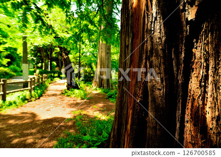 Zenpukuji Park - Bald Cypress Tree Line 126700585