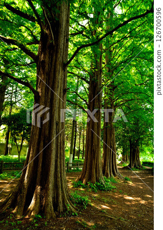 Zenpukuji Park - Bald Cypress Tree Line 126700596
