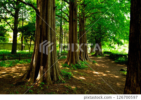 善福寺公園 - 落葉杉林線 126700597