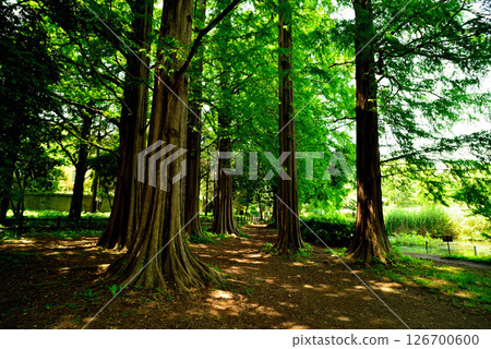 Zenpukuji Park - Bald Cypress Tree Line Zenpukuji Park - Bald Cypress Tree Line 126700600