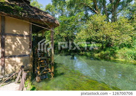 <Azumino> Spectacular view of the waterwheel and beautiful stream at Daio Wasabi Farm 126700706