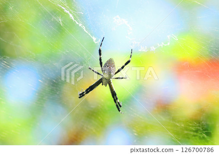 Banner Spider web poisonous animal beauty in nature with copy space. Panorama Black spider netting silk web spiral in sunlight summer vibrant color. Poison animal wildlife green nature backgrounds 126700786