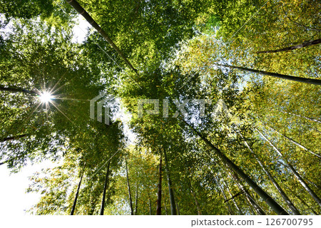 陽光透過竹林的竹子 126700795