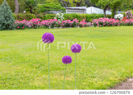 Roses and Allium giganteum in full bloom in the gardens of Suma Rikyu Park in Kobe city Roses and Allium giganteum in full bloom in the gardens of Suma Rikyu Park in Kobe city 126700879
