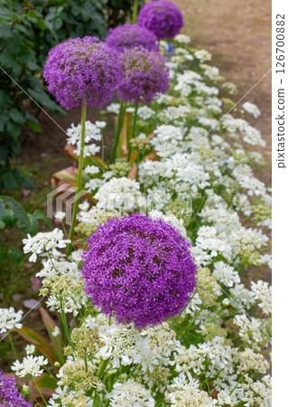 Roses and Allium giganteum in full bloom in the gardens of Suma Rikyu Park in Kobe city Roses and Allium giganteum in full bloom in the gardens of Suma Rikyu Park in Kobe city 126700882