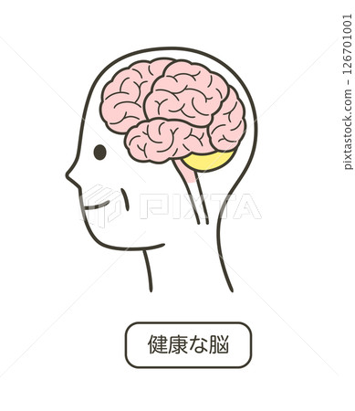 健康老年人大腦的簡單圖示 126701001