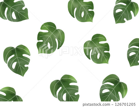 Monstera watercolor background illustration Monstera watercolor background illustration 126701205
