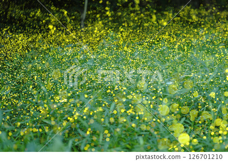 螢火蟲的光,森林裡綻放的小星星 螢火蟲的光,森林裡綻放的小星星 126701210