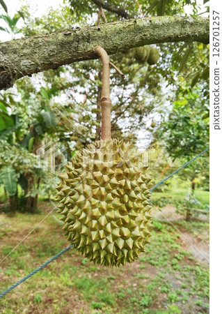 Close up of durians hanging  126701257