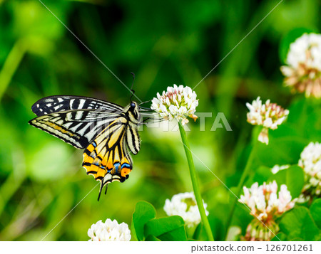 A swallowtail butterfly flying to a white clover flower 126701261