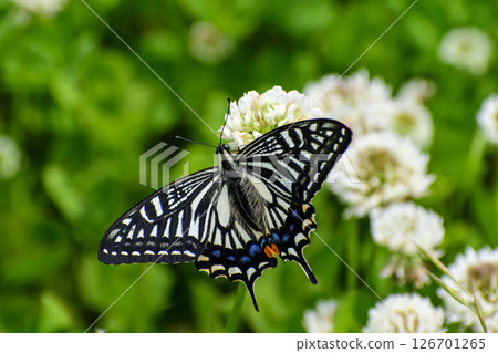 A swallowtail butterfly flying to a white clover flower A swallowtail butterfly flying to a white clover flower 126701265