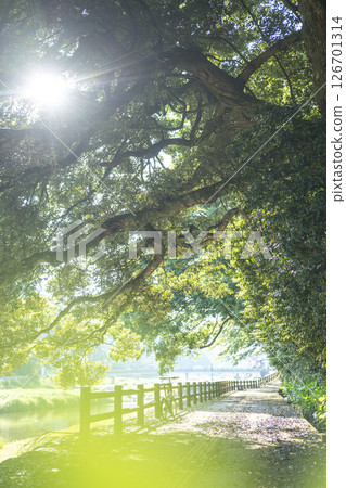 Cycling image of early summer and fresh green (Misasa Onsen) 126701314